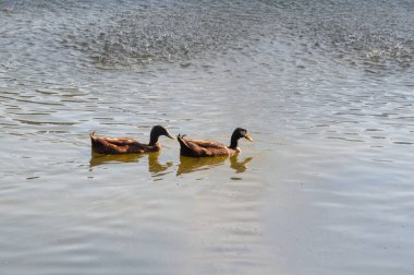 Göl ve ördekler Kuzey Tayland 'da