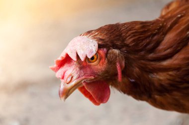 Ana tavuk doğadaki bir çiftlikte.