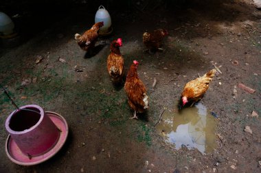 Anne tavuk çiftlikte, çiftlik tavukları organik çiftlikte