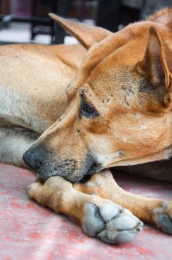 Taylandlı köpek Brown yerde yalnız yatıyor.