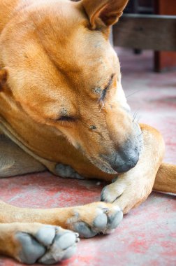 Taylandlı köpek Brown yerde yalnız yatıyor.