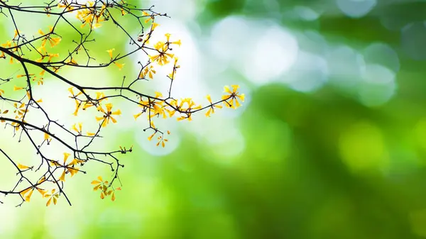 Bahçedeki Bokeh Yeşili Arkaplanda Açan Sarı Çiçeğin Arka Planda Doğal — Stok fotoğraf
