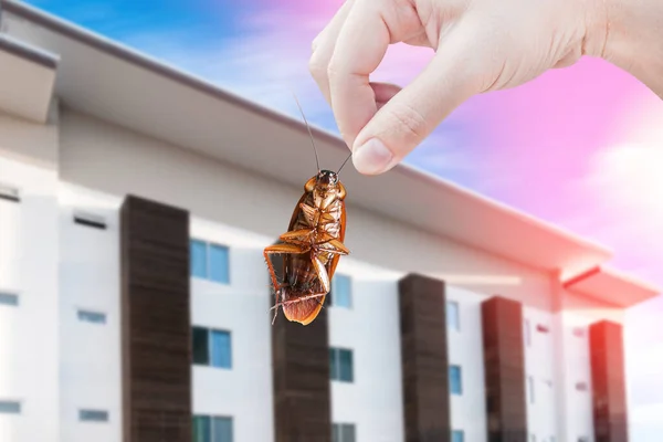 Hand Houden Kakkerlak Met Een Huis Achtergrond Elimineren Kakkerlak Huis — Stockfoto