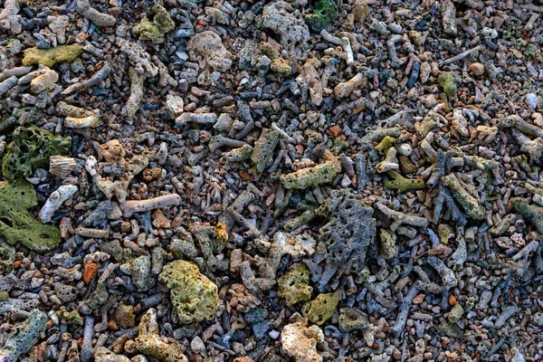 Abgestorbene Korallenfragmente Liegen Strand Korallenriffe Strand Strand Oberfläche Hintergrund Strand — Stockfoto