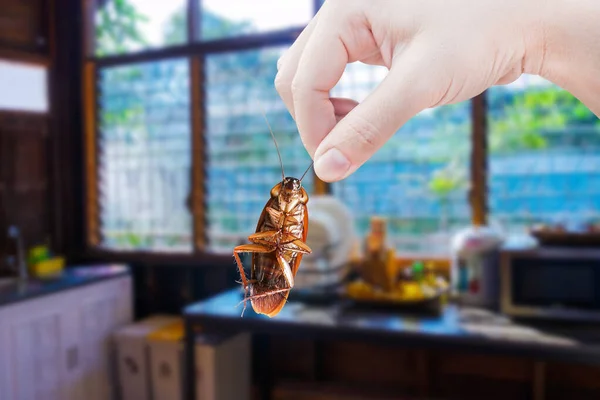 배경과 바퀴벌레를 부엌에서 바퀴벌레를 질병의 운반자로 바퀴벌레 — 스톡 사진