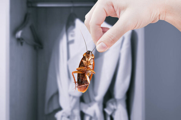 Ручной таракан с гардеробом, проблема вредителей и вторжения насекомых на задний план спальни, устранение тараканов в доме, тараканы в качестве носителей болезни