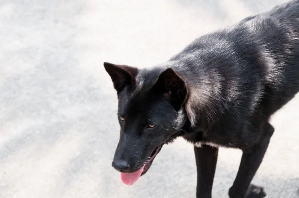 Asya Sokak Yolundaki Evsiz Siyah Sokak Köpeği — Stok fotoğraf