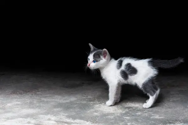 Kotek Pięknymi Niebieskimi Oczami Portret Zwierzęcia Zabawny Kot Relaksujące Wakacje — Zdjęcie stockowe