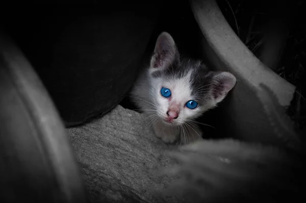 Gatinho Com Belos Olhos Azuis Retrato Animal Gato Brincalhão Relaxante — Fotografia de Stock