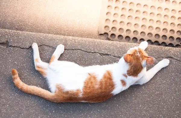 Kleine Weiße Katze Schläft Und Ruht Auf Altem Betonboden Nette — Stockfoto