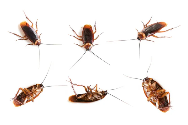 Πολλές Κατσαρίδες Απομονωμένο Λευκό Φόντο Νεκρά Cockroachs Λευκό — Φωτογραφία Αρχείου