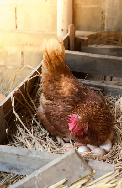 巣で卵を孵化する母ヘン — ストック写真