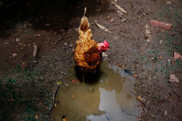 マザーヘンズは農場で鶏 有機農場で鶏をレンジする — ストック写真