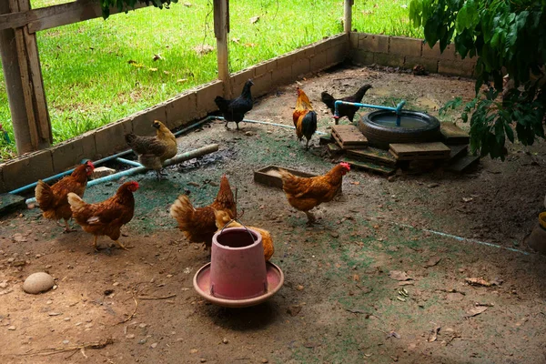 マザーヘンズは農場で鶏 有機農場で鶏をレンジする — ストック写真
