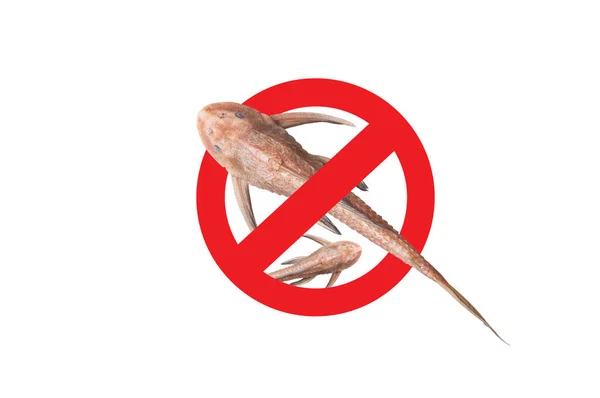 Koniec Ikoną Ryb Frajerów Znak Śmierć Ryb Frajerów Pleco Catfish — Zdjęcie stockowe