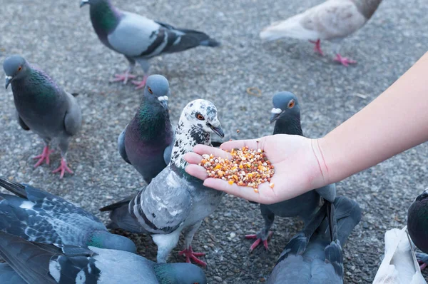 Taubenessen Aus Frauenhand Park Tagsüber Taubenfüttern Park — Stockfoto