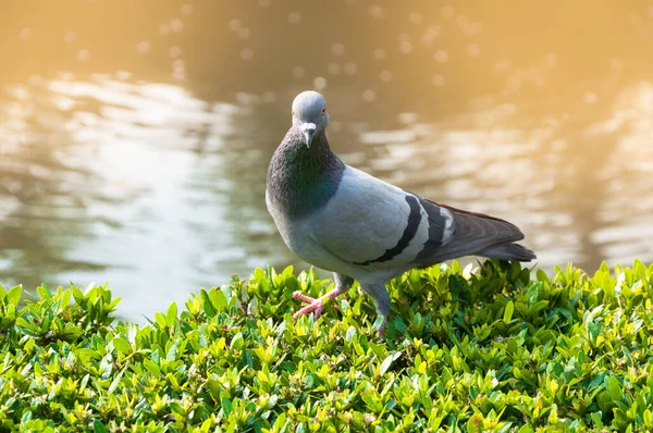 Pigeons Park — Stock Photo, Image