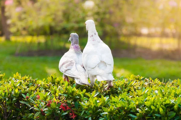 Pigeons Dans Parc — Photo
