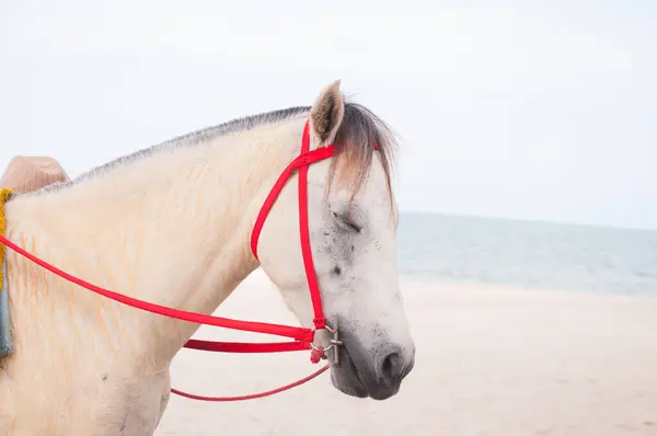 Pferdeporträt Schönes Arabisches Weißes Hengstfohlen Auf Dem Meeresgrund Weißes Pferd — Stockfoto