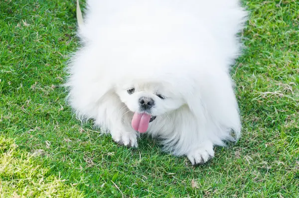 Щенок Пекинес Порода Белая Собака Красота Игривость Саду — стоковое фото
