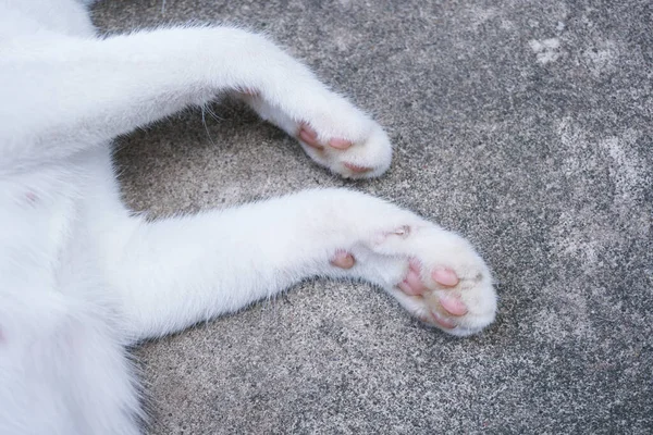 Portrait Cats Paws Lovely Cat Feet — Stock Photo, Image