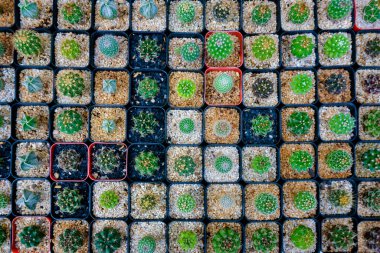 Kaktüs küçük bir tencerede birçok çeşidi vardır. Bir çok küçük çömlek görünümüne yerleştirilmiş