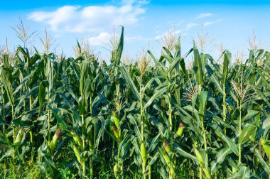 Açık bir günde mısır tarlası, tarım arazisindeki mısır ağacı mavi bulutlu gökyüzü