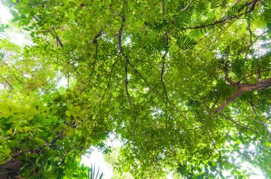 Taze yeşil orman, alçak açı, yaprak arka plan, arka plan için güzel yeşil orman.