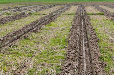 Taze tarımsal alan dokusu, tarla arazisinin ekimi