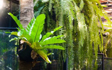 Yeşil Asplenium nidus, eğrelti otunun bahçedeki epifitik türüdür.