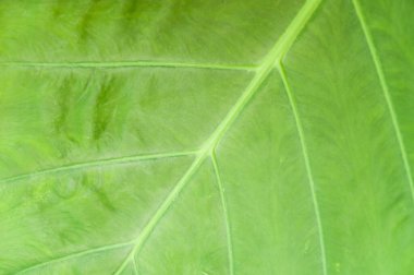 arkaplan & duvar kağıdı için yeşil yaprak dokusu, yaprak dokusu, yeşil yaprak dokusu