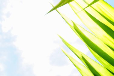 Yeşil yapraklar plam ve doğa arka plan duvar kâğıdı konsepti - Güneş ışığı alan güncel bahçedeki yeşil palmiye yapraklarının güzel ayrıntıları