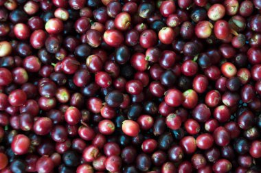 Rostodan önce taze kahve çekirdekleri olgunlaşmış kahve çekirdekleri.