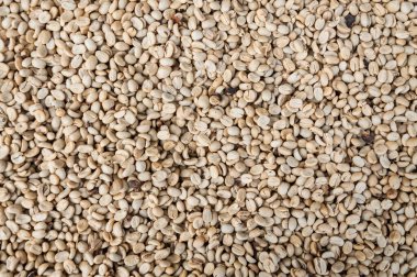 Çiğ ve kızarmış kahve çekirdekleri, yeşil kavrulmuş kahve çekirdekleri, arka plan için.