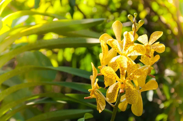 在户外自然采光下 一束黄色的兰花紧挨在一起 是花园里盛开的兰花 — 图库照片