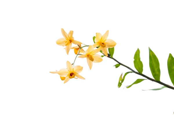 Ramo Orquídeas Amarelas Isoladas Sobre Fundo Branco — Fotografia de Stock