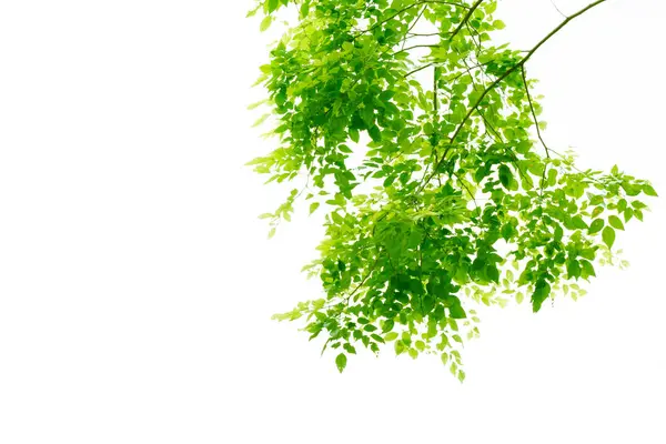 Ярко Зеленые Листья Изолированы Белом Фоне — стоковое фото