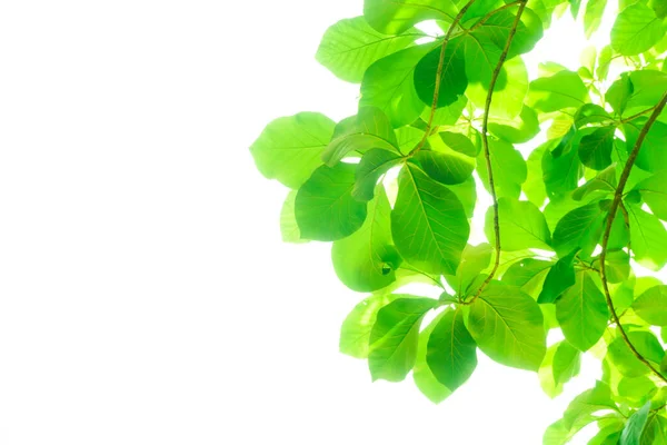 Beyaz Arka Plan Üzerinde Izole Parlak Yeşil Yaprakları — Stok fotoğraf