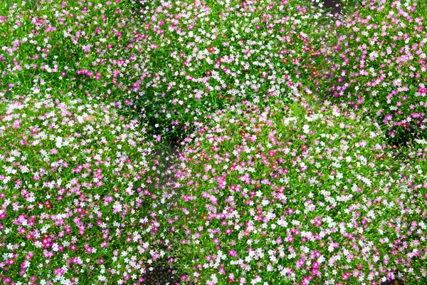 Busch Der Rosa Und Roten Zigeunerblume Garten Schöne Zigeunerblume — Stockfoto