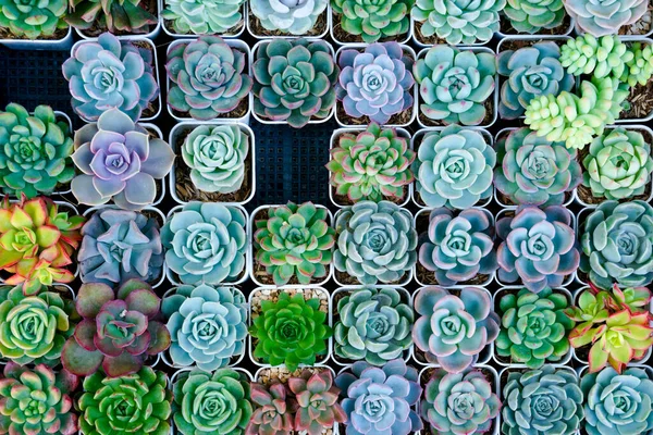 Cactus Small Many Varieties Pot Placed Many Small Pots Top — Stock Photo, Image