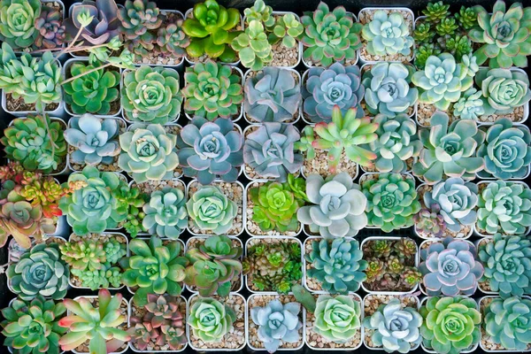 Cactus Klein Zijn Veel Variëteiten Een Pot Veel Kleine Potjes — Stockfoto