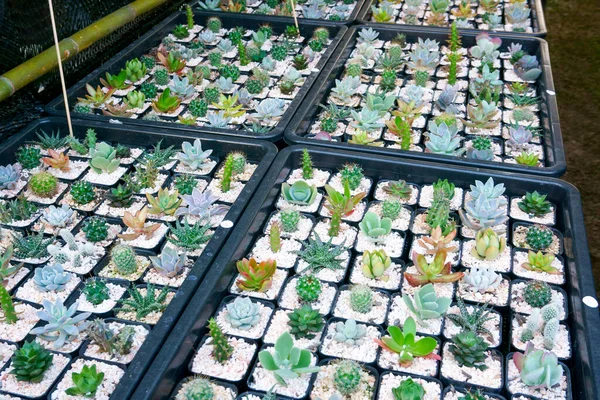 Kaktusz Kicsi Sok Fajta Van Egy Edényben Sok Kis Edénybe — Stock Fotó