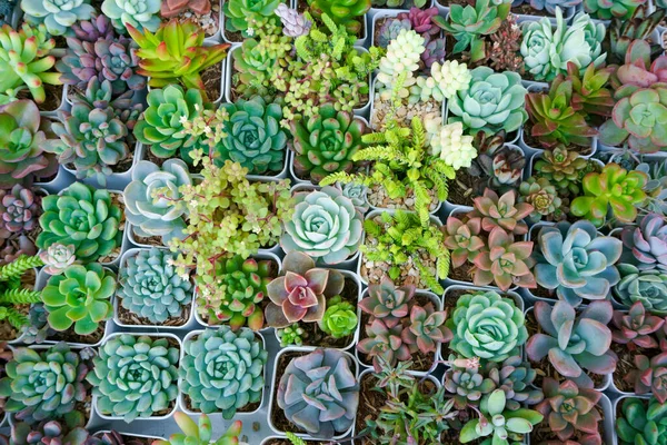 Cactus Petit Beaucoup Variétés Dans Pot Placé Dans Nombreux Petits — Photo