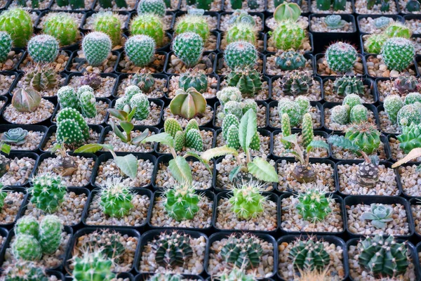 Kaktus Malý Existuje Mnoho Odrůd Hrnci Umístěno Mnoha Malých Hrncích — Stock fotografie