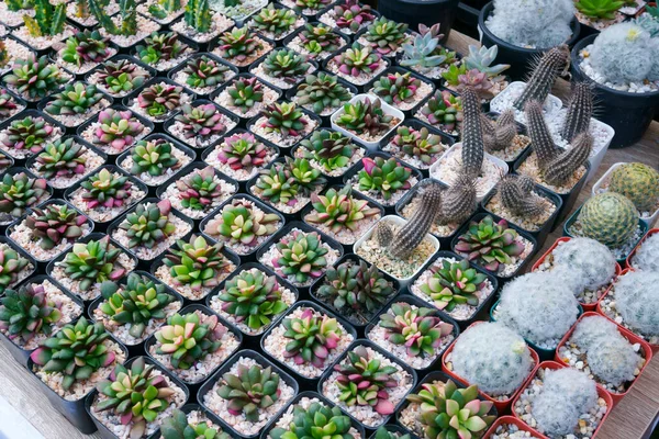 Kaktusz Kicsi Sok Fajta Van Egy Edényben Sok Kis Edénybe — Stock Fotó
