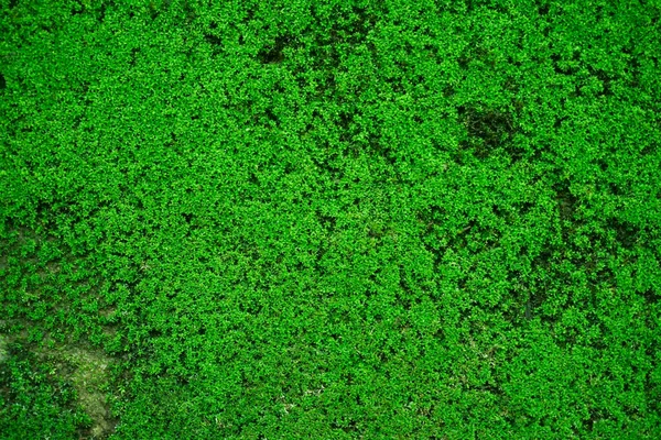 Geschlossenes Grünes Moos Tropischen Wald — Stockfoto