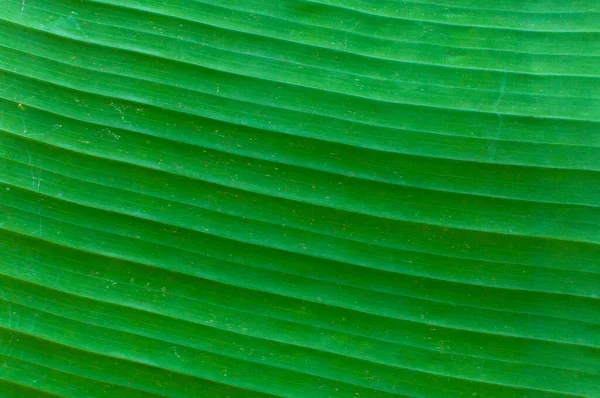 Крупним Планом Бананова Текстура Абстрактний Фон Свіжий Зелений Лист Фону — стокове фото