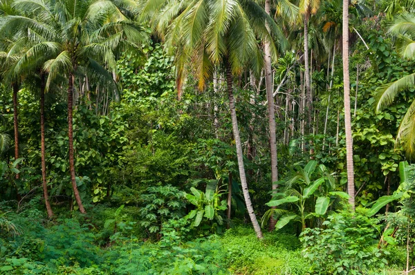 Kokospalmer Och Gröna Växter Den Tropiska Skogen Thailand — Stockfoto