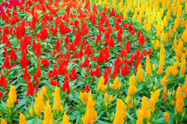 Colorful Celosia Flower Garden Beautiful Floral Background — Stockfoto