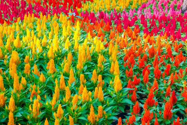 Colorful Celosia Flower Garden Beautiful Floral Background — Stockfoto